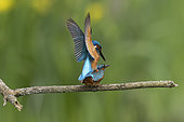 Common Kingfisher (Alcedo atthis), mating on a branch, Canton of Vaud, Switzerland.