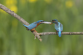 Common Kingfisher (Alcedo atthis), nuptial gift on a branch, Canton of Vaud, Switzerland.