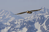 Bearded Vulture (Gypaetus barbatus) in flight in the Valais Alps, Switzerland.