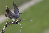 Cuckoo (Cuculus canorus) on a dead tree, Alps, canton of Fribourg, Switzerland.