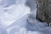 Rock Ptarmigan (Lagopus muta) female on snow, in the Valais Alps, Switzerland.