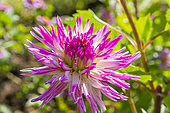Semi cactus Dahlia, Dahlia 'Anna Marie', flower