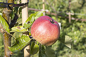 Apple 'Kid orange red', Malus domestica 'Kid orange red', fruit