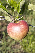 Apple 'Kid orange red', Malus domestica 'Kid orange red', fruit