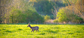 Roe deer (Capreolus capreolus) male walking in a clearing, Ménestreau en Villette, Loiret, Centre Val de Loire Region, France
