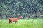 Chevreuil (Capreolus capreolus) jeune mâle "brocard" mangeant sous une pluie battante dans une clairière, Marcilly sur Maulne, Indre et Loire, Région Centre Val de Loire, France
