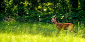 Roe deer (Capreolus capreolus) male walking in a clearing, Marcilly sur Maulne, Indre et Loire, Centre Val de Loire Region, France