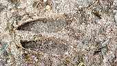 Hind footprint of a roe deer (Capreolus capreolus) with the guards (bones) clearly marked on a forest path, Ménestreau en Vilette, Loiret, Centre Val de Loire Region, France