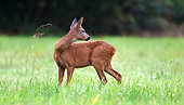 Roe deer (Capreolus capreolus) young male looking back in a clearing, Marcilly sur Maulne, Indre et Loire, Centre Val de Loire Region, France