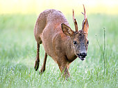 Roe deer (Capreolus capreolus) male running in a clearing, Marcilly sur Maulne, Indre et Loire, Centre Val de Loire Region, France