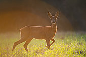 Roe deer (Capreolus capreolus) female walking in a clearing listening to the sounds of the camera, Ménestreau en Villette, Loiret, Centre Val de Loire Region, France