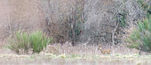 Roe deer (Capreolus capreolus) male in velvet walking in a clearing in Sologne, Ménestreau en Villette, Loiret, Centre Val de Loire Region, France