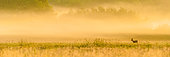 Roe deer (Capreolus capreolus) male "brocard" walking in a field on a misty morning at sunrise, Ménestreau en Villette, Loiret, Centre Val de Loire Region, France