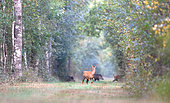 Roe deer (Capreolus capreolus) Female standing still watching a company of wild boar (Sus scrofa) crossing a forest lane in Sologne, Ménestreau en Villette, Loiret, Centre Val de Loire Region, France