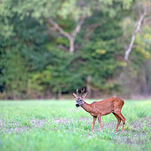 Roe deer (Capreolus capreolus) male eating grass in a clearing, Ménestreau en Villette, Loiret, Centre Val de Loire Region, France