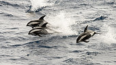 Group of hourglass dolphins (Lagenorhynchus cruciger) leaping out of the waves of the Howling 50th in the Drake Passage between Tierra del Fuego and the Antarctic Peninsula.