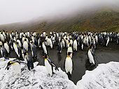 A colony of King Penguins (Aptenodyptes patagonica) on the black sand beach of Saint Andrews, South Georgia.