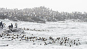 King penguins (Aptenodyptes patagonica) form rafts and populate the Saint Andrews coast in South Georgia.