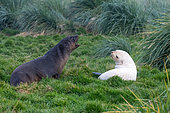 Two young Antarctic fur seals (Arctocephalus gazella), one of which shows signs of leucism, i.e. a deficiency in melanin pigments. Cumberland bay, Grytviken, King Edward Cove, South Georgia