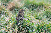 South Georgia Pipit (Anthus antarcticus) on a clump of grass in Grytviken, South Georgia.