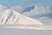 Svalbard reindeer (Rangifer tarandus platyrhynchus) advancing through fresh snow in a mountain landscape at Mushamna, Spitsbergen island, Svalbard archipelago.