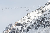 Flight of a group of Brünnich's Guillemots (Uria lomvia) along the snow-capped mountains of Ingerbogfjellet in Bellsund, Spitsbergen, Svalbard archipelago.
