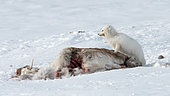 Arctic fox (Vulpes lagopus) in winter coat feeding on a Svalbard reindeer carcass (Rangifer tarandus platyrhynchus) lying in the snow in Bellsund, Spitsbergen, Svalbard archipelago.