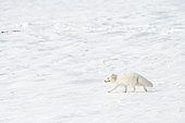 Arctic fox (Vulpes lagopus) in winter coat on fresh snow in Bellsund, Spitsbergen, Svalbard archipelago.