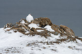 Rock Ptarmigan (Lagopus muta) adult male in winter white plumage on rocks in Bellsund, Spitsbergen, Svalbard archipelago.
