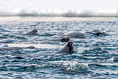Herd of harp seals (Pagophilus groenlandicus) swimming on their backs along the pack ice in St Johnsfjord, Spitsbergen, Svabard archipelago.