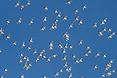 Dense flight of Little auks (Alle alle) in the blue sky of Madeleine Bay, Spitsbergen, Svalbard archipelago