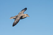 Dark Northern Fulmar (Fulmarus glacialis) in flight in the blue sky of Isfjord, Spitsbergen, Svalbard archipelago