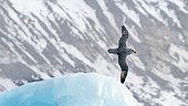 Dark Northern Fulmar (Fulmarus glacialis) in flight over the ice in King's Bay, Spitsbergen, Svalbard archipelago