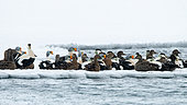 A flock of Common Eiders (Somateria mollissima) and King Eiders (Somateria spectabilis) on a snow-covered patch of pack ice in Isfjord, Spitsbergen, Svalbard archipelago.