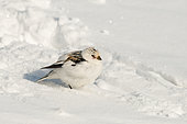 Female Snow Bunting (Plectrophenax nivalis) foraging on the snow-covered ground of Isfjord, Spitsbergen, Svalbard archipelago