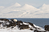 Arctic fox (Vulpes lagopus) in white winter coat resting on snow-covered rocks in the white mountain landscape of the Isfjord fjord, Spitsbergen island, Svalbard archipelago.