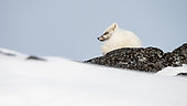 Arctic fox (Vulpes lagopus) in white winter coat resting on snow-covered rocks in Isfjord, Spitsbergen island, Svalbard archipelago
