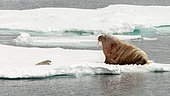 Ringed seal pup (Pusa hispida) curiously facing a huge walrus (Odobenus rosmarus) on the same patch of snow-covered pack ice in Spitsbergen, Svalbard archipelago.