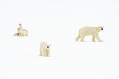 A curious image that appears to be the result of a montage, but in fact shows a mother polar bear (Ursus maritimus) and her two-and-a-half-year-old cubs moving in different planes on the pack ice of the Arctic Ocean off Spitsbergen, in the Svalbard archipelago.