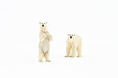 Polar bear (Ursus maritimus) Female on the right and her two-and-a-half-year-old cub standing on the pack ice in the Arctic Ocean off Spitsbergen, Svalbard archipelago.