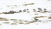 Flock of Barnacle Geese (Branta leucopsis) feeding on grass between snow patches in Bellsund, Spitsbergen island, Svalbard archipelago.