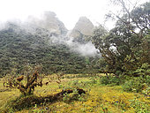 High-altitude tropical rainforest landscape in the mist of the Peruvian Andes at 2800 m altitude. El Jardin, Peru