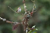 Rufous-collared Sparrow (Zonotrichia capensis) adult on a shrub in the tropical mountain rainforest of the Peruvian Andes at 2800 m altitude, El Jardin, Peru