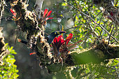 Grey-breasted Mountain-toucan (Andigena hypoglauca) poses in a tree covered with bromeliads, mosses and other epiphytes in the mountain rainforest of the Peruvian Andes at 2800 m altitude, El Jardin, Peru.