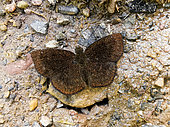 Rhopaloceran butterfly (Bolla sp) on the ground in the Peruvian Andes (2200 m), La Morada, Peru