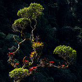 Tree covered with Bromeliads and other epiphytes against the light in the mountain rainforest at around 2200 m altitude in the Peruvian Andes.