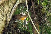 Peruvian Night Monkey (Aotus miconax) in its day-roost tree in mountain rainforest (2000 m) in the Peruvian Andes, Cannan, Peru