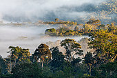 Mist-covered mountain rainforest landscape (2000 m) in the Peruvian Andes, Canaan, Peru
