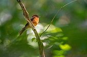 Cinnamon Flycatcher (Pyrrhomyias cinnamomeus) in the mountain rainforest (2000 m) of the Peruvian Andes, Canaan, Peru
