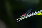 Damselfly (Hetaerina sp) resting on a leaf above a stream in mountain rainforest (2000 m), Peruvian Andes, Canaan, Peru